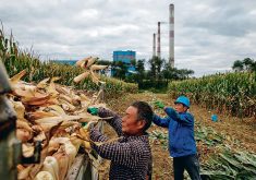 China has for years moved cautiously on the deployment of GM crops, but in January said it will expand the planting of GM soybeans and corn after pilot projects showed good results in improving yields and lowering costs compared to conventional types of seeds. | Reuters photo