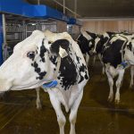 Markets have seen cattle futures (mainly live and fed) decline in recent weeks as the highly pathogenic avian influenza (HPAI) strain made its way into dairy herds in six states to date. | File photo