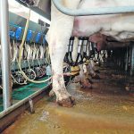 The Texas outbreak may have started about a month ago when a mysterious illness affected about 40 per cent of the state’s dairy herds, according to Texas Agriculture Commissioner Sid Miller. | File photo