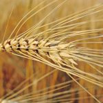 If the reports out of Russia on plans to increase durum production materialize, demand and pricing in the next year will be affected, said Leif Carlson, director of market intelligence and trade policy with Cereals Canada. However, he noted news out of Russia isn’t always reliable. | File photo