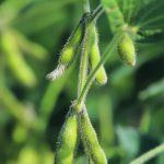 China is expected to maintain near record imports of cereals and oilseeds this year, encouraged by lower global prices and a domestic crop shortfall, according to traders and analysts. | File photo