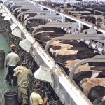 USDA’s “further preparedness” doesn’t include changes to today’s industrial poultry and livestock production systems that often stack, stuff, and stash as many birds, hogs, and cattle into disease-fostering confinement systems that can — and do — become breeding grounds for chronic ailments affecting both animals and humans. | File photo