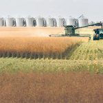 When rapeseed was turned into canola many decades ago, few could have guessed how the crop would eventually dominate the Canadian Prairies. | File photo