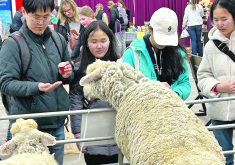 Attendees of the Royal Manitoba Winter Fair take in the sights and sounds of the largest annual event to be held in Brandon, Man. The event was held March 25 to 30, 2024.  |  Ed White photo