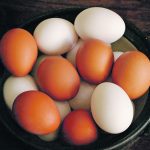 Brown eggs have the same nutrients as white eggs but are often more expensive because they’re typically laid by a larger breed of hen that requires more food. | Sarah Galvin photo