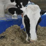 On April 10 North Carolina became the seventh state to report an outbreak of highly pathogenic avian influenza (HPAI) in a dairy herd, after the U.S. Department of Agriculture confirmed infections in Texas, Kansas, Ohio, Michigan, Idaho and New Mexico. | File photo