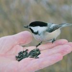 Researchers looked at nearly 12 million publicly available viral genome sequences and detected almost 3,000 instances of viruses jumping from one species to another. Humans gave about twice as many to animals than vice versa. Wild animals were much more likely to experience human-to-animal transmission than the other way around. | File photo