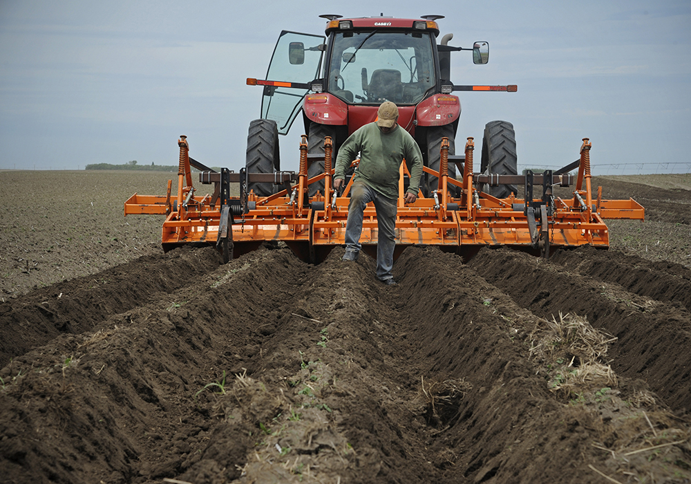 Verticillium in potatoes can significantly reduce yield and, being soil-borne, is difficult to manage. Preliminary research results suggest earlier planting of risk-prone fields could reduce losses, in part due to colder soil temperatures earlier in the season. | File photo