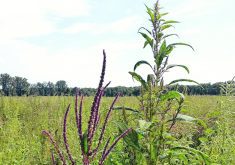 Male (left) and female (right) waterhemp plants.  |  Photo supplied by OMAFRA