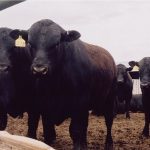 Lactanet is going to work with a U.S.-based Angus association to share genotyping of Angus bulls from Canada, the U.S. and Australia to improve breeding decisions for some hybrid dairy farms. | File photo