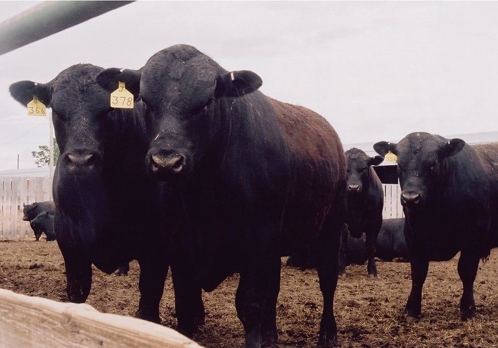 Lactanet is going to work with a U.S.-based Angus association to share genotyping of Angus bulls from Canada, the U.S. and Australia to improve breeding decisions for some hybrid dairy farms. | File photo
