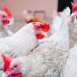 In 2021, statistics showed 30 percent (96.1 million) of U.S. hens were raised in cage-free environments, and the number is climbing. | Getty Images