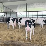 Illness during the transition period has significant effects on cow success during the rest of its lactation. | John Greig photo