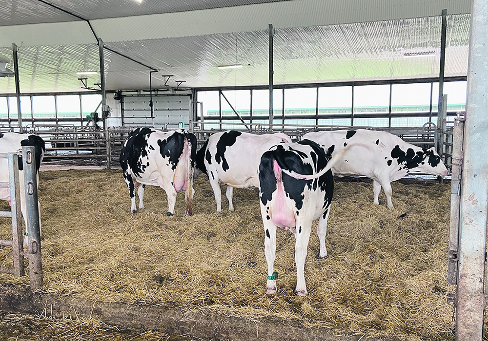 Illness during the transition period has significant effects on cow success during the rest of its lactation. | John Greig photo