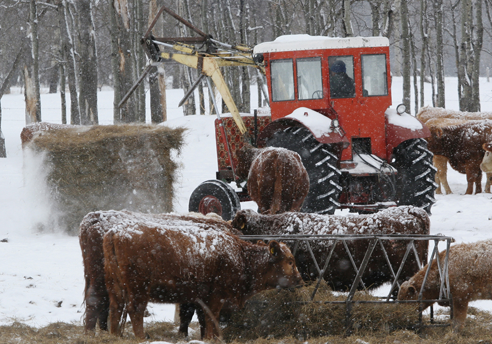 Feed testing is critical to make sure cows receive adequate nutrition leading up to and after calving. | File photo
