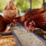ADM Animal Nutrition in late March had recalled select Pen Pals chicken feed, MoorMan’s ShowTec swine feed, AMPT cattle feed and Seniorglo horse feed products. | Getty Images