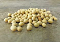 The future of Canada’s seed industry regulations are on the table. Farmers still have a chance to weigh in.  |  File photo