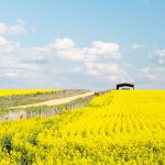 Commonwealth Bank of Australia (CBA) is forecasting 8.27 million acres of canola, a four percent drop from last year. But it is dry in Western Australia and if it remains that way over the next month canola area could see "considerable" further declines, according to a recent report by the bank. | Getty Images