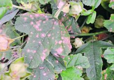 Last fall bleaching, black splotches and pockmarks appeared on vegetation in gardens within Speers, Sask. The Saskatchewan Ministry of Agriculture found that the damage was connected to a spray plane that was applying herbicides to crops near Speers in mid-August.  |  Photo submitted by Speers resident