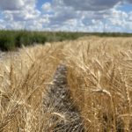 The feedstocks for biogas are widening from just manure to include grain and other materials, creating new domestic markets and financial benefits for farmers. | File photo