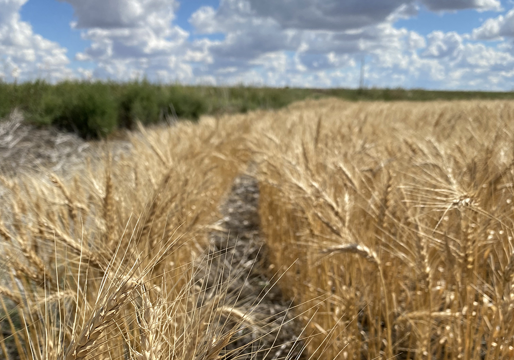 The feedstocks for biogas are widening from just manure to include grain and other materials, creating new domestic markets and financial benefits for farmers. | File photo