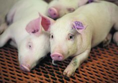 Many Canadian barns have made the switch to group housing. However, it is unclear how well pigs from Canadian barns will fare against Prop 12 requirements including open sow housing barns that have a large amount of per-pig space. | File photo