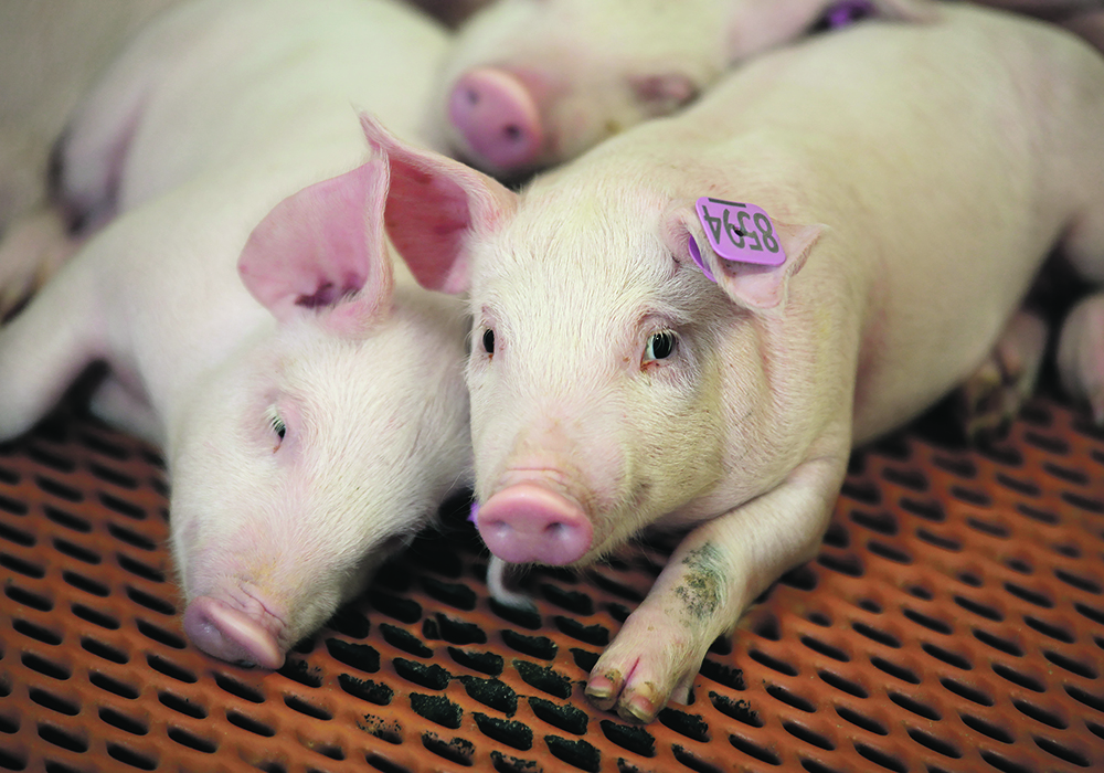 Many Canadian barns have made the switch to group housing. However, it is unclear how well pigs from Canadian barns will fare against Prop 12 requirements including open sow housing barns that have a large amount of per-pig space. | File photo