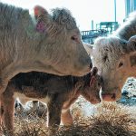 It’s still unknown if fears around bovine influenza will affect demand, however an industry analysis said livestock producers should consider locking in a profit now through price insurance coverage. | File photo