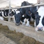 Pigeons, grackles and blackbirds have been confirmed as the host of bovine influenza A. | John Greig photo