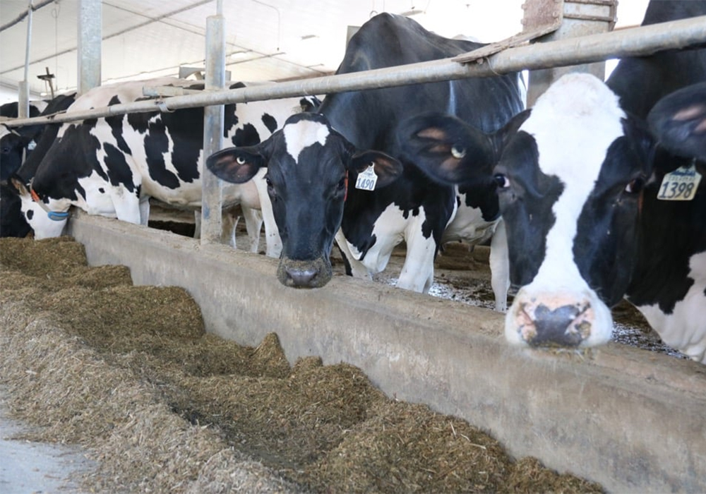 Pigeons, grackles and blackbirds have been confirmed as the host of bovine influenza A. | John Greig photo