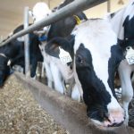 It was believed beef cattle would be at greater risk of exposure to infected migratory birds than dairy cattle because they're more often housed outdoors. | File photo