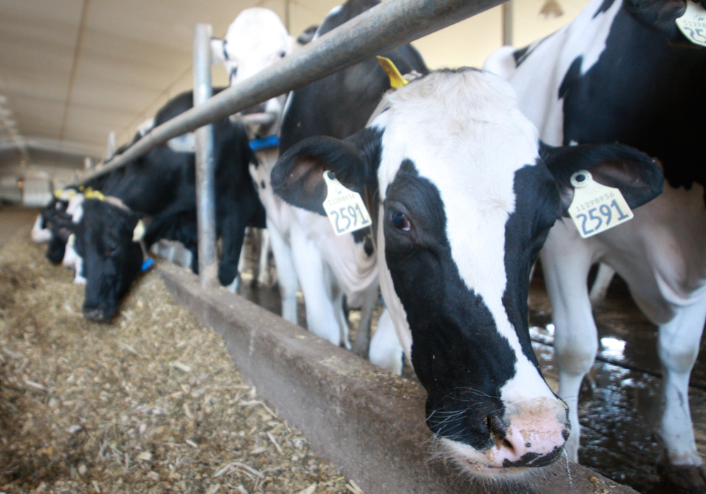 It was believed beef cattle would be at greater risk of exposure to infected migratory birds than dairy cattle because they're more often housed outdoors. | File photo