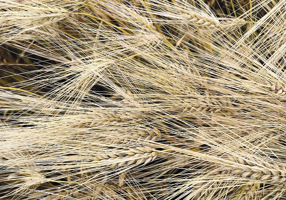 Barley supplies are forecast to be in the range of 10.7 to 11.7 million tonnes. “This is well above the 2023-24 supplies at 9.65 million tonnes and the five-year average of 10.3 million,” stated a report authored by LeftField Commodity Research. |  File photo