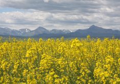 “When the facility is fully operational it will transform canola and other seed oils into renewable diesel that is lower in emissions than conventional fuels," said RJ Sigurdson, provincial minister of agriculture and irrigation. "To make this happen, Imperial will be sourcing most of its feedstock from canola producers right here in the province.” | File photo