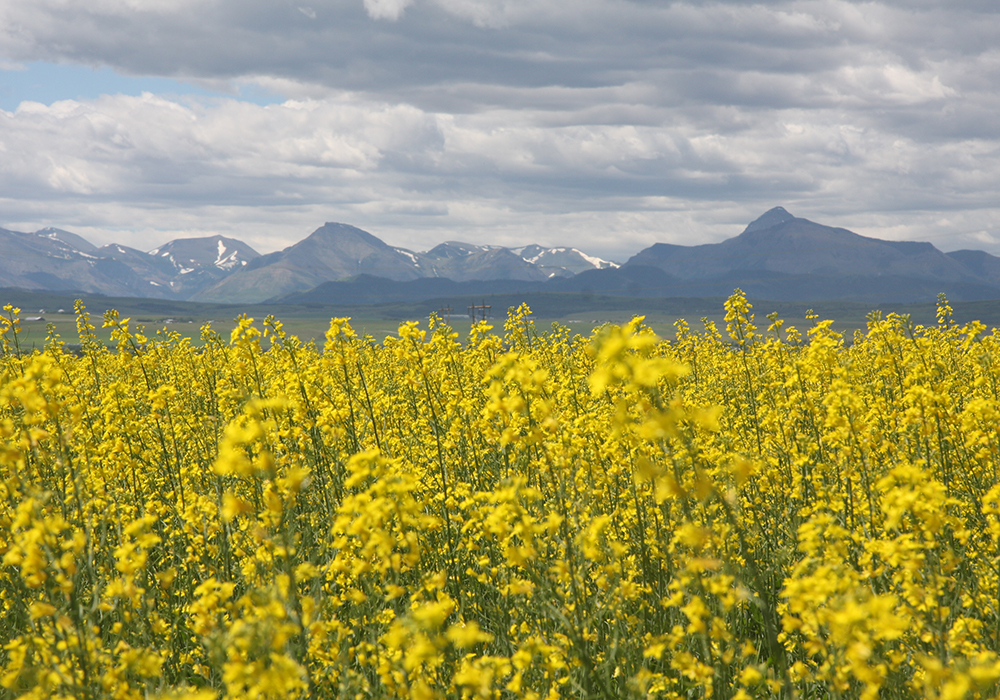 “When the facility is fully operational it will transform canola and other seed oils into renewable diesel that is lower in emissions than conventional fuels," said RJ Sigurdson, provincial minister of agriculture and irrigation. "To make this happen, Imperial will be sourcing most of its feedstock from canola producers right here in the province.” | File photo