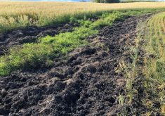 Wild pigs' tendency to root is one source of agricultural and environmental damage. | Squeal on Pigs photo