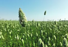 The Canary Seed Development Commission of Saskatchewan estimates producers will plant 300,000 to 330,000 acres of the crop this year, which is more than Agriculture Canada’s forecast of 291,600.  |  File photo