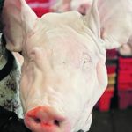 Large parts of hog and beef carcasses, including pigs’ heads, are a culinary mystery for most North American consumers. Changing that could go along way to making livestock production more profitable. | Canada Pork photo