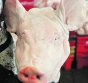 Large parts of hog and beef carcasses, including pigs’ heads, are a culinary mystery for most North American consumers. Changing that could go along way to making livestock production more profitable.  |  Canada Pork photo