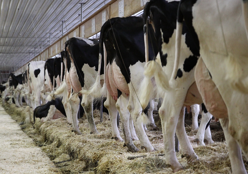 The new rules, coming into effect April 29, were announced along with new reporting requirements as the country tries to curb spread of highly pathogenic avian influenza (HPAI) between dairies. | File photo