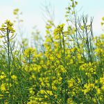 The Competition Bureau said earlier this week that it was worried about reduced competition to buy farmers' crops in Western Canada and to sell canola oil in Eastern Canada if the deal proceeds. | File photo