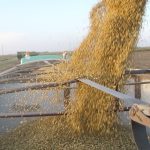 The International Grains Council is forecasting 75.4 million tonnes of global soybean carryout, excluding China. That would be 13 per cent more than last year and 31 per cent above the previous five-year average. | File photo