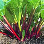Finding new ways to use rhubarb can be a challenge once this prolific plant begins to produce. | Getty Images
