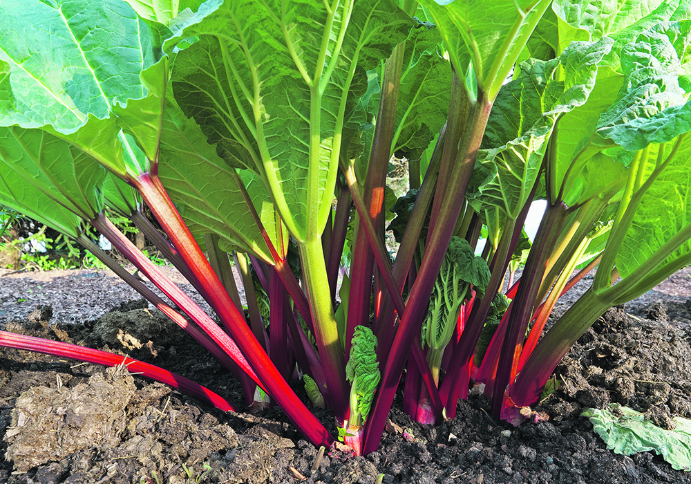 Finding new ways to use rhubarb can be a challenge once this prolific plant begins to produce.  |  Getty Images