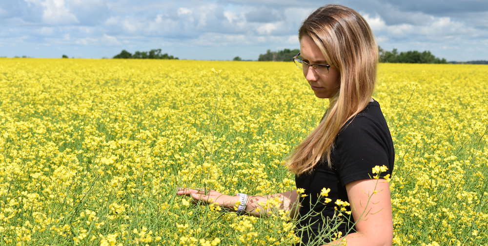 
Andrea De Roo wades out into a canola trial field near Indian Head, Saskatchewan. Canola is one of several Canadian oilseed, cereal and pulse crops that can benefit from biologicals to preserve yield performance in the face of abiotic stress such as heat, cold and drought. | Glacier FarmMedia photo