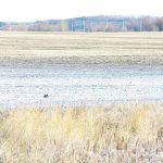 Visible salt deposits coat the surface of a field in southern Manitoba after the 2024 melt. | Alexis Stockford photo