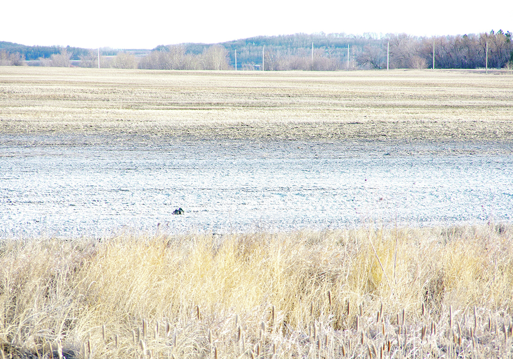 Visible salt deposits coat the surface of a field in southern Manitoba after the 2024 melt.  |  Alexis Stockford photo