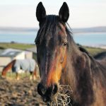 A horse’s health and efficiency are profoundly impacted by the type of fuel it consumes. | Getty Images