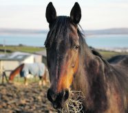 A horse’s health and efficiency are profoundly impacted by the type of fuel it consumes.  |  Getty Images