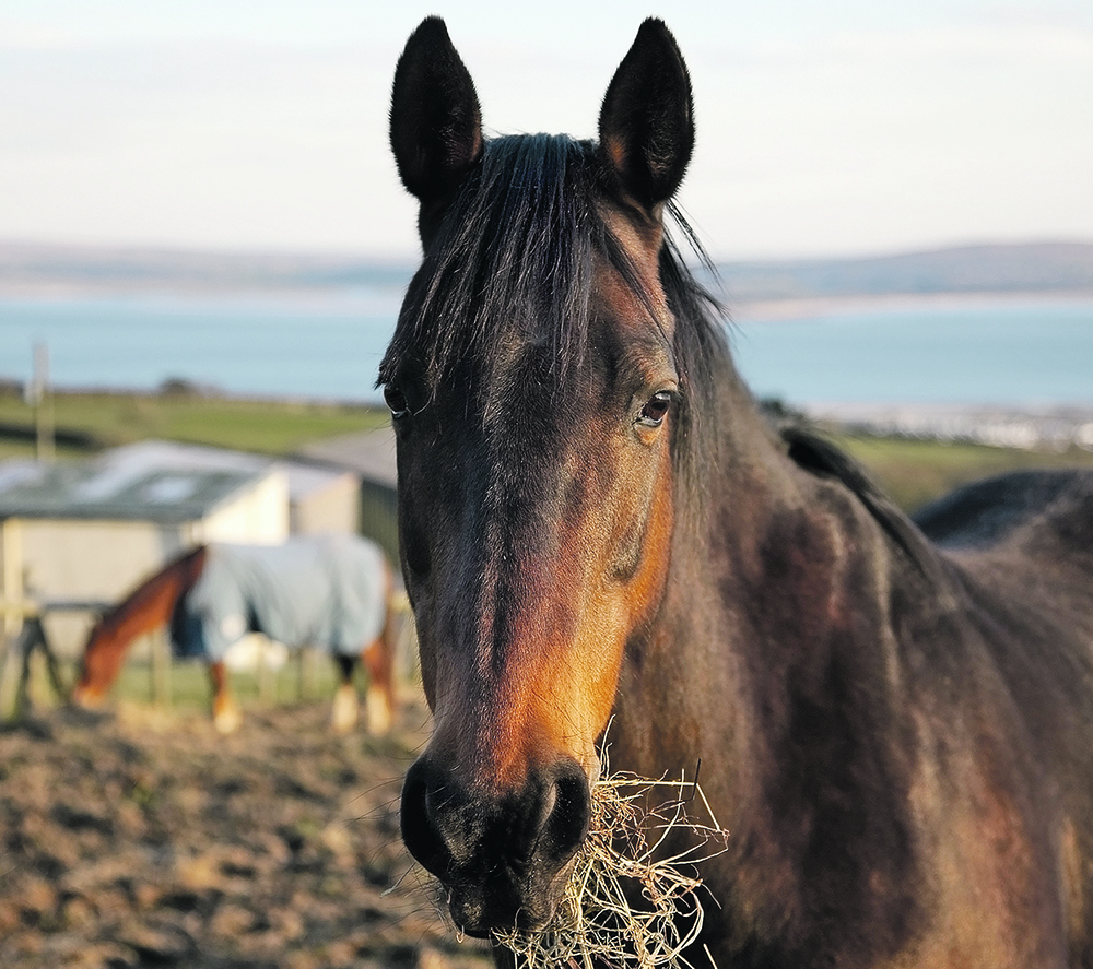 A horse’s health and efficiency are profoundly impacted by the type of fuel it consumes.  |  Getty Images